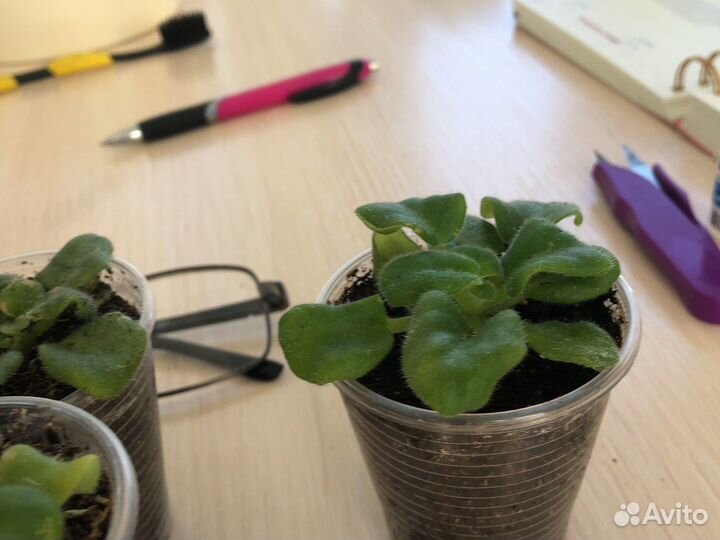 Супер мини фиалка