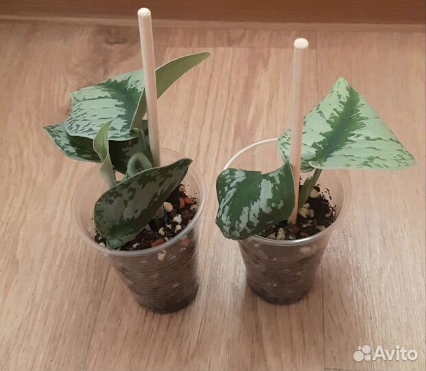 Сциндапсус/эпипремнум пиктус требе (Экзотика)