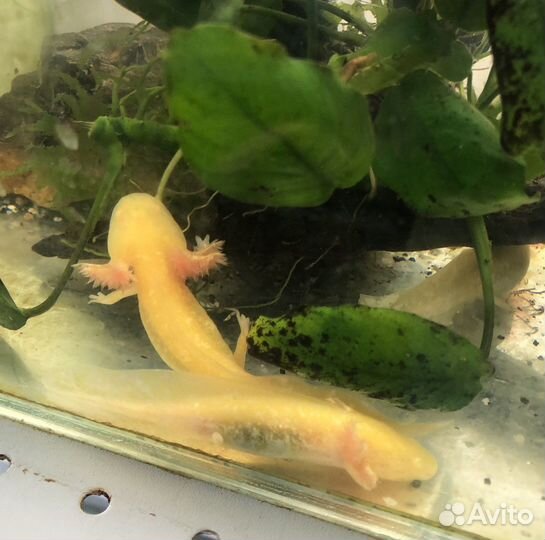 Тритоны и аксолотль