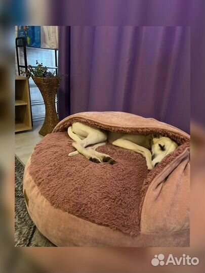 Лежанка для собак