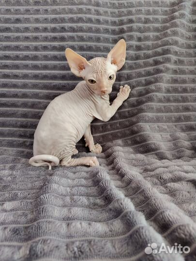 Канадский сфинкс