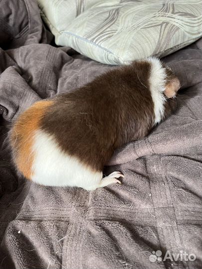 Морские свинки американский тедди + комплектация