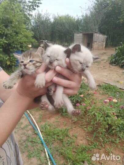 Кошка в дар бесплатно отдам в хорошие руки