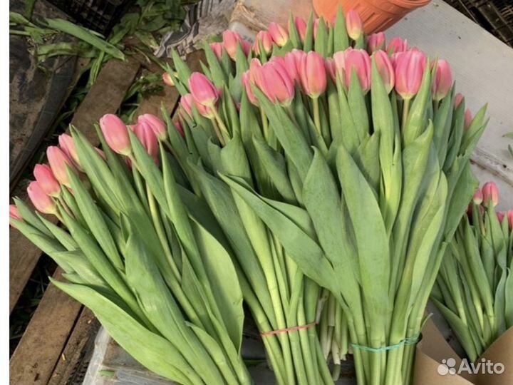 Тюльпаны в розницу и мелкий опт