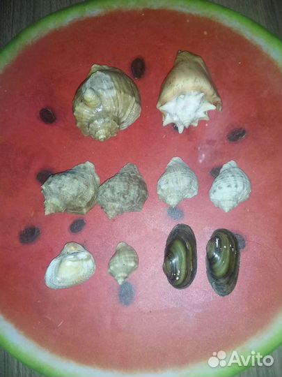 Морские ракушки раковины