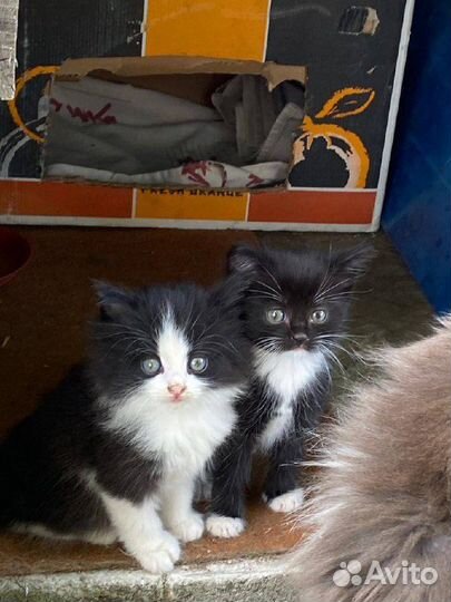 Милые котята