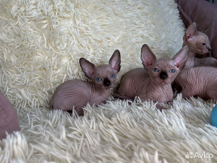 Канадский сфинкс