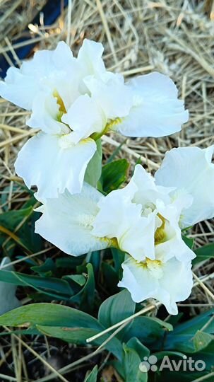 Ирисы бородатые карликовые (SDB)