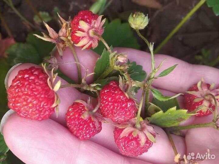 Усы клубники