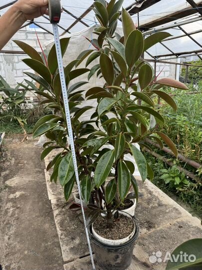 Фикус каучуконосный