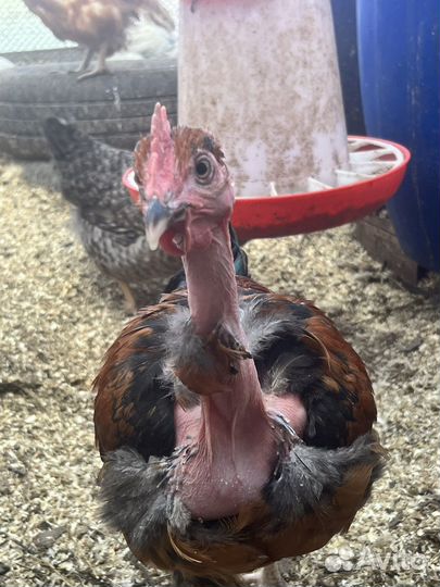 Петух голошейный