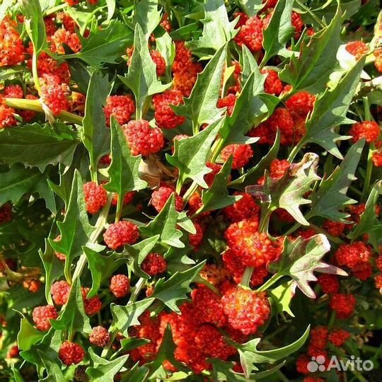 Земляничный шпинат (Семена)