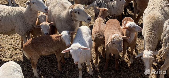 Баранчик Катумские