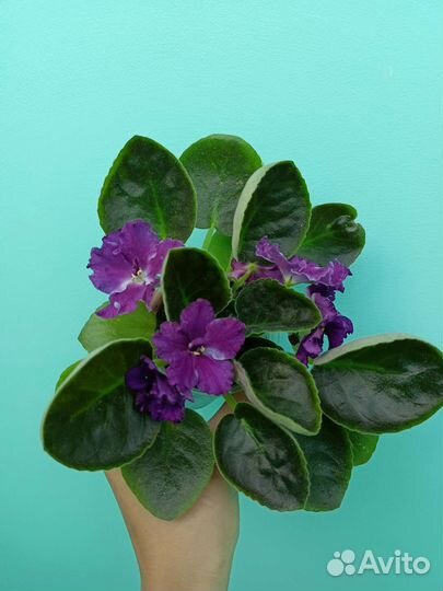 Фиалка ае-Авантюра