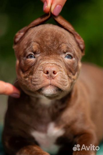 Шоколадный мальчик Булли 1,5 месяца