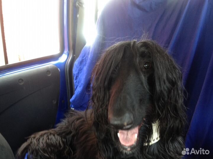 Зоотакси Красноярск