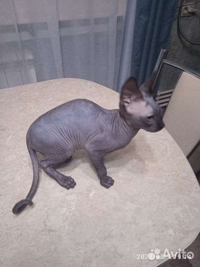 Канадский сфинкс