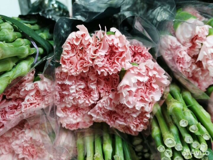 Гвоздики срезанные. Цветы