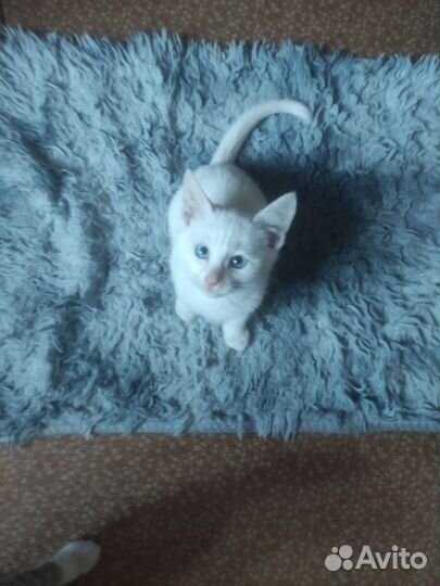 Отдам котят