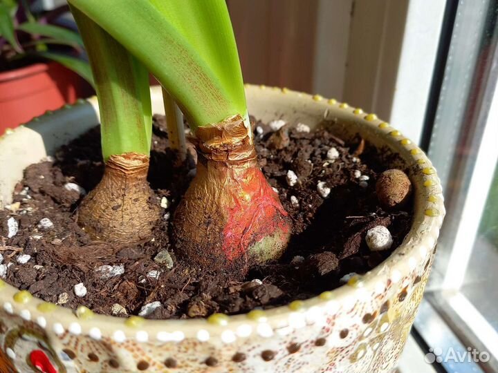 Гиппеаструм амариллис