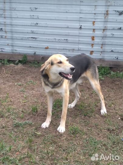 Собака в добрые руки отдам бесплатно