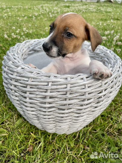 Щенки джек Рассел терьер