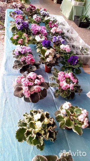 Сортовые детки фиалок, отправляю почтой