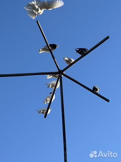 Голуби пермские гривуны