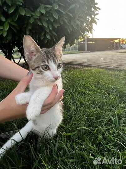 Котенок мальчик 3 месяца в добрые руки
