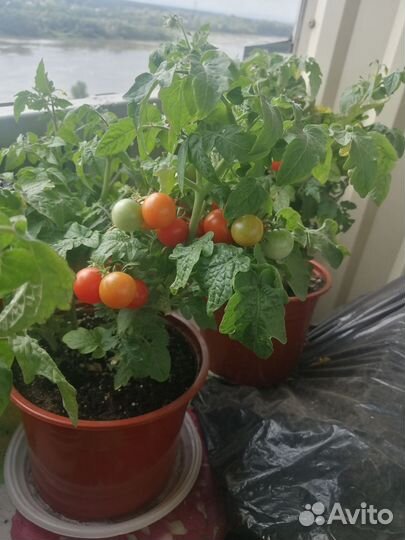 Томаты 
