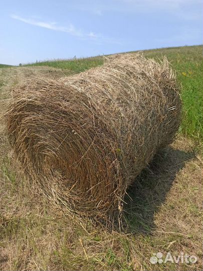 Сено в рулонах 2024