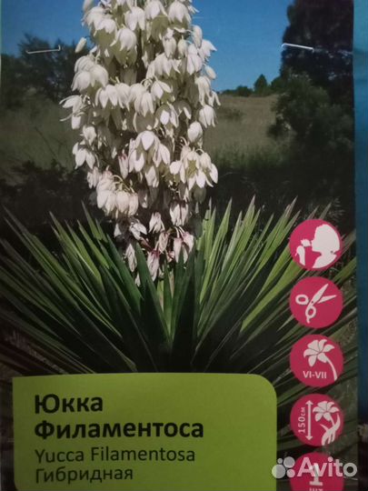Юкка