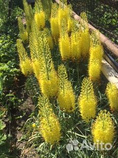 Эремурусы жёлтые