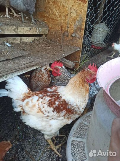 Молодые петухи