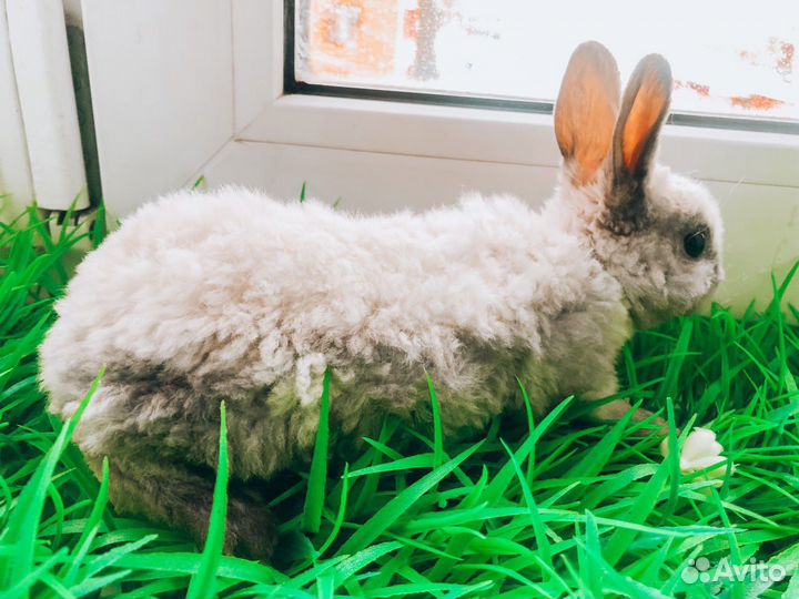 Мини карликовый кролик - рекс плюшевый