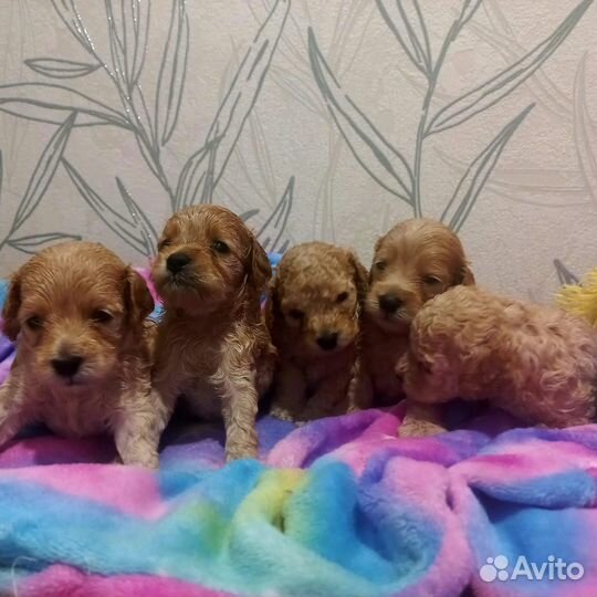 Мальтипу super micro baby face red broun