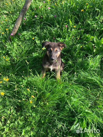 Щенок немецкой овчарки