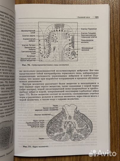 Анатомия нервной систему Козлов Цехмистренко