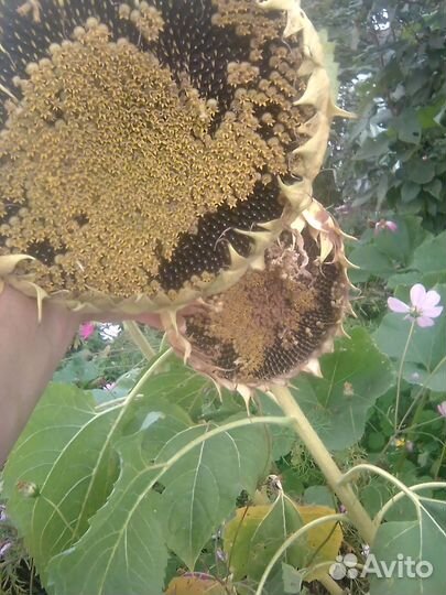 Свежие подсолнухи,фасоль и горох в стручках