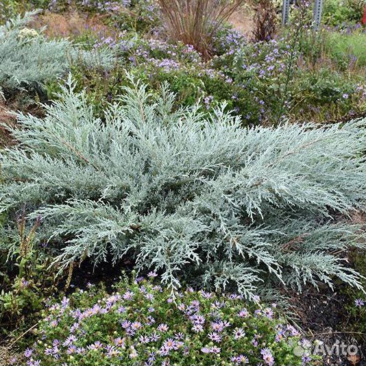 Можевельник Грей Оул голубой