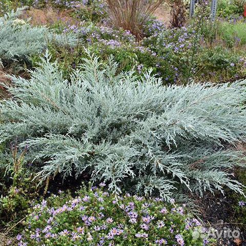 Можевельник Грей Оул голубой