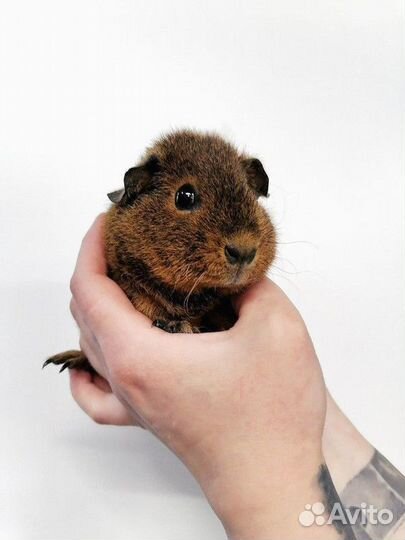 Морская свинка американский тедди