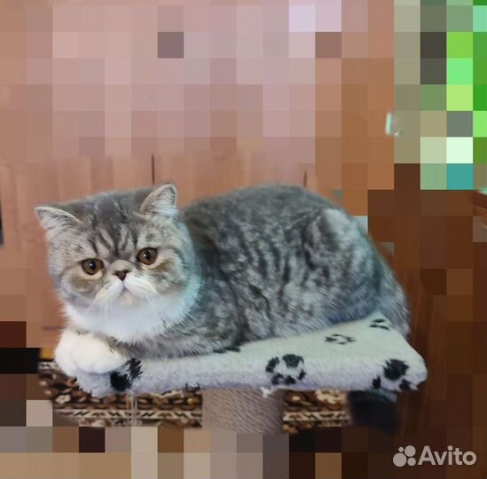 Экзотические котята - мальчики