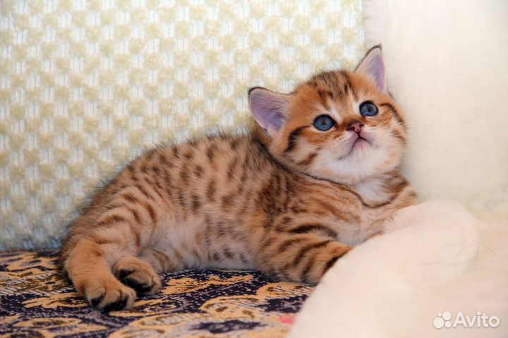Клубный британец котик