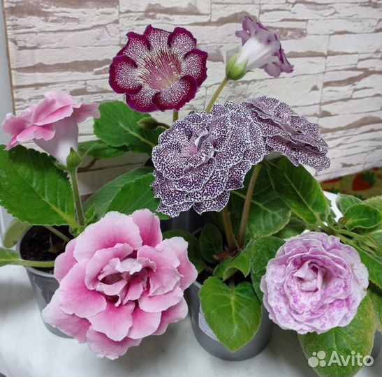 Глоксинии семена