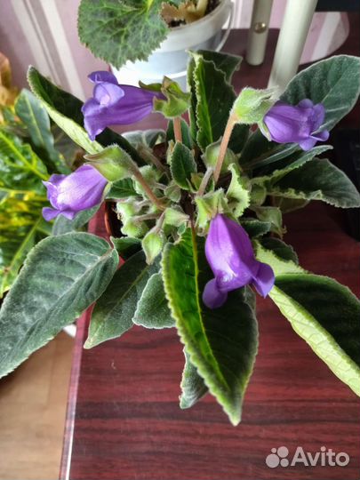 Глоксиния цветущая