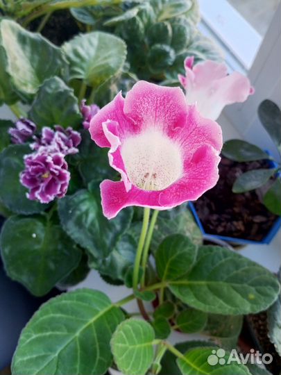 Глоксиния, фиалка