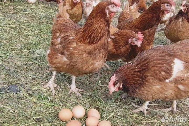 Куры несушки Белые