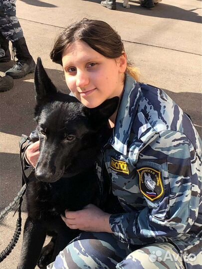 Передержка домашних животных