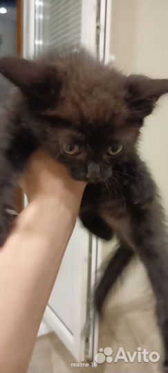 Черный котенок девочка в добрые руки